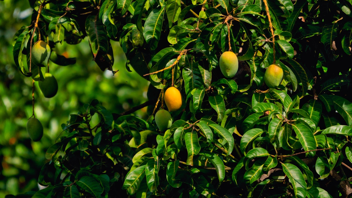 বাগান থেকে বাছাই করা পাকা আম